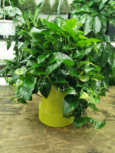 Devils Ivy