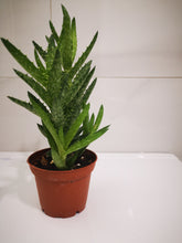 Load image into Gallery viewer, Millionaire-Plant