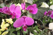 Load image into Gallery viewer, Orchidée