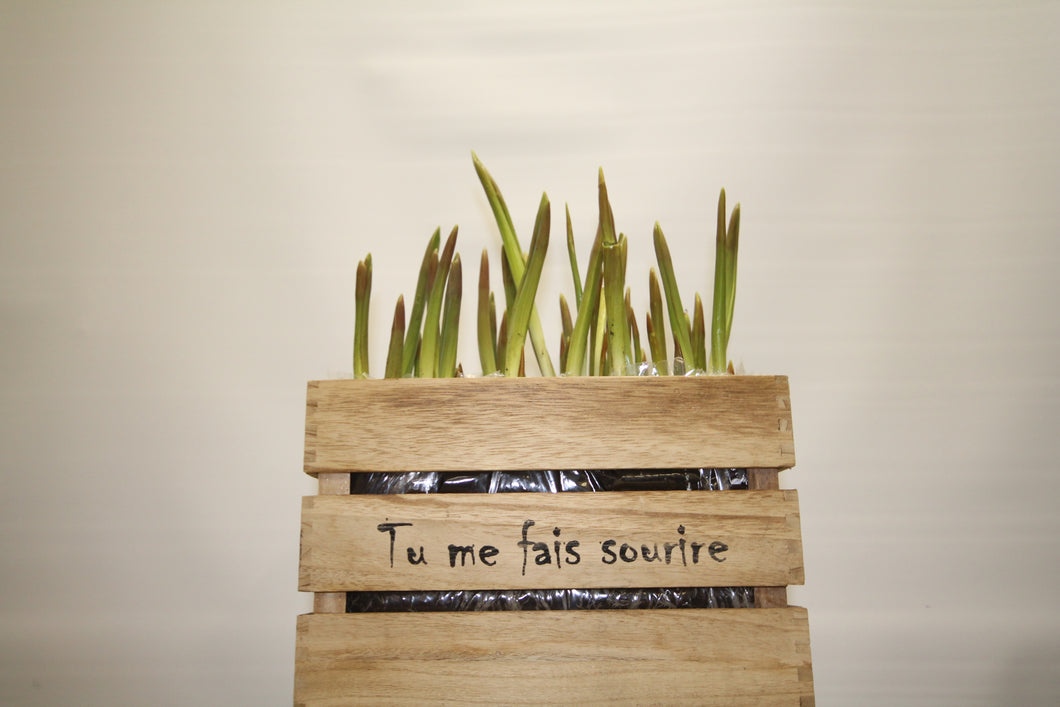Boite de tulipes