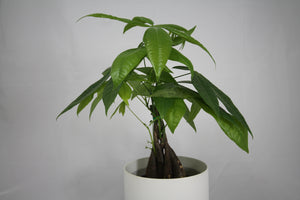 Pachira