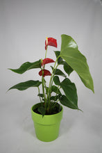 Load image into Gallery viewer, Anthiriums