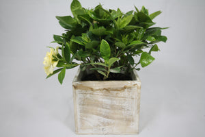 Gardenia