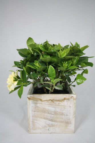Gardenia