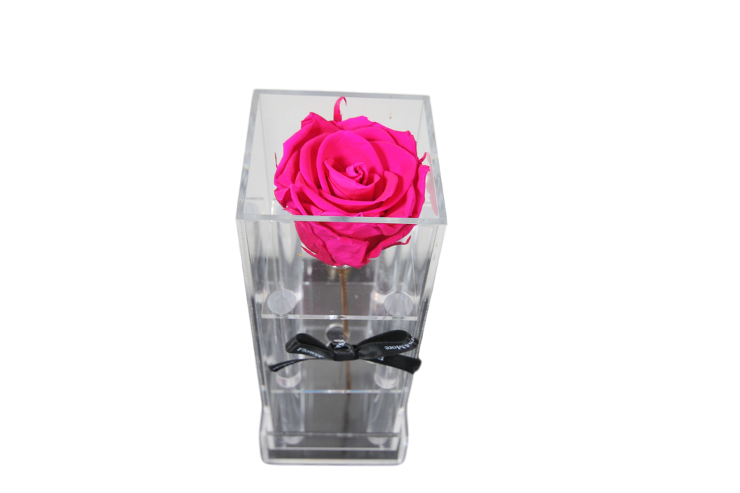 Fuscia Reclusive