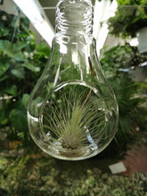 Load image into Gallery viewer, Air Plant