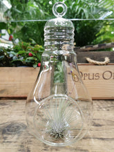 Load image into Gallery viewer, Air Plant