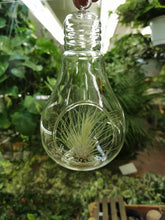 Load image into Gallery viewer, Air Plant