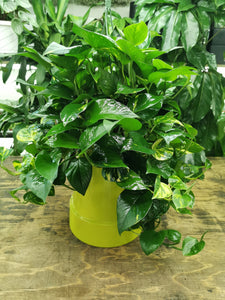 Devils Ivy