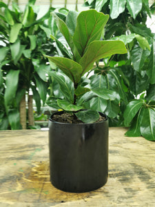 Ficus Lyrata