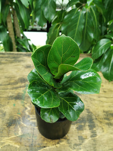 Ficus Lyrata