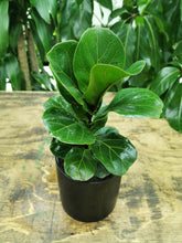 Load image into Gallery viewer, Ficus Lyrata