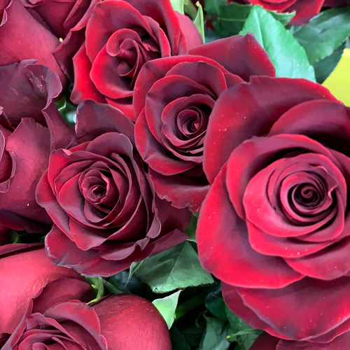Roses rouges