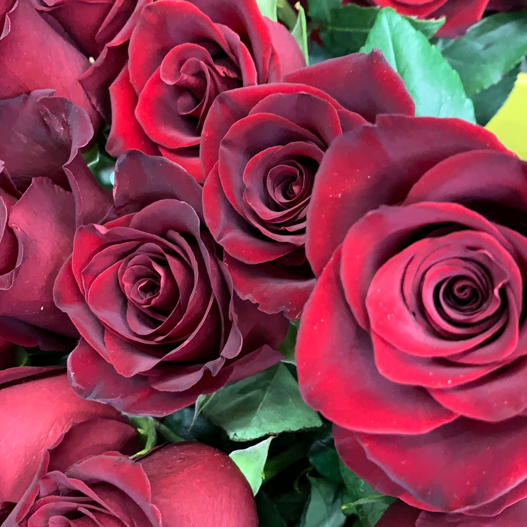Roses rouges