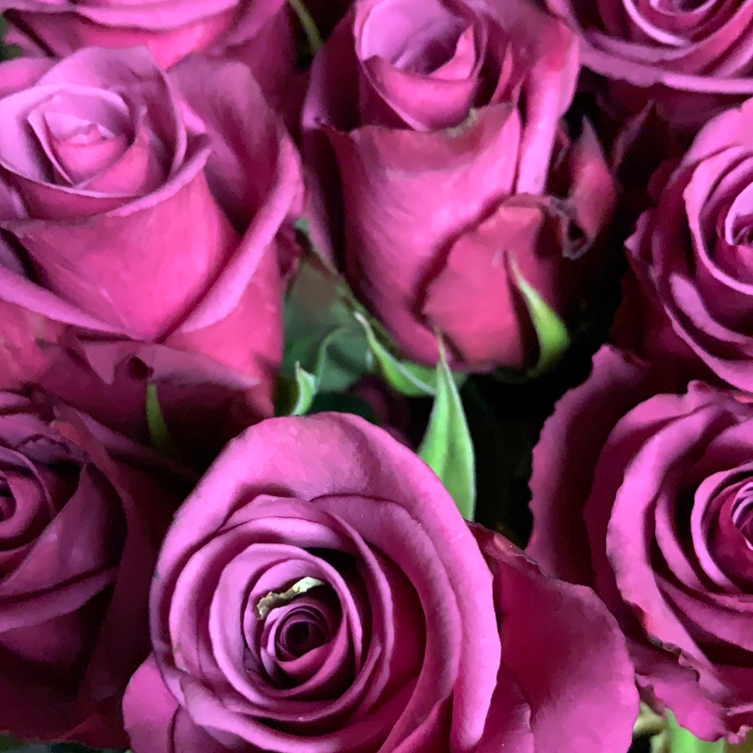 Rose fuscia