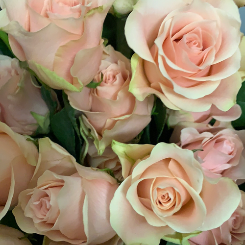 Roses Roses