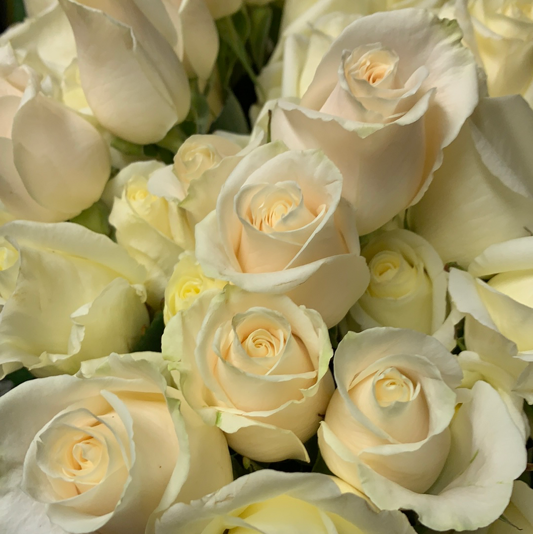 Roses Blanches/white roses