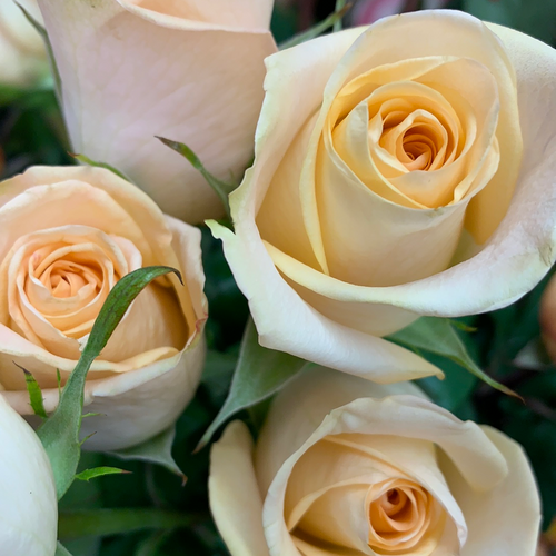 Roses pêche tiges longues
