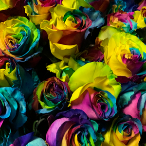 Roses arc-en-ciel