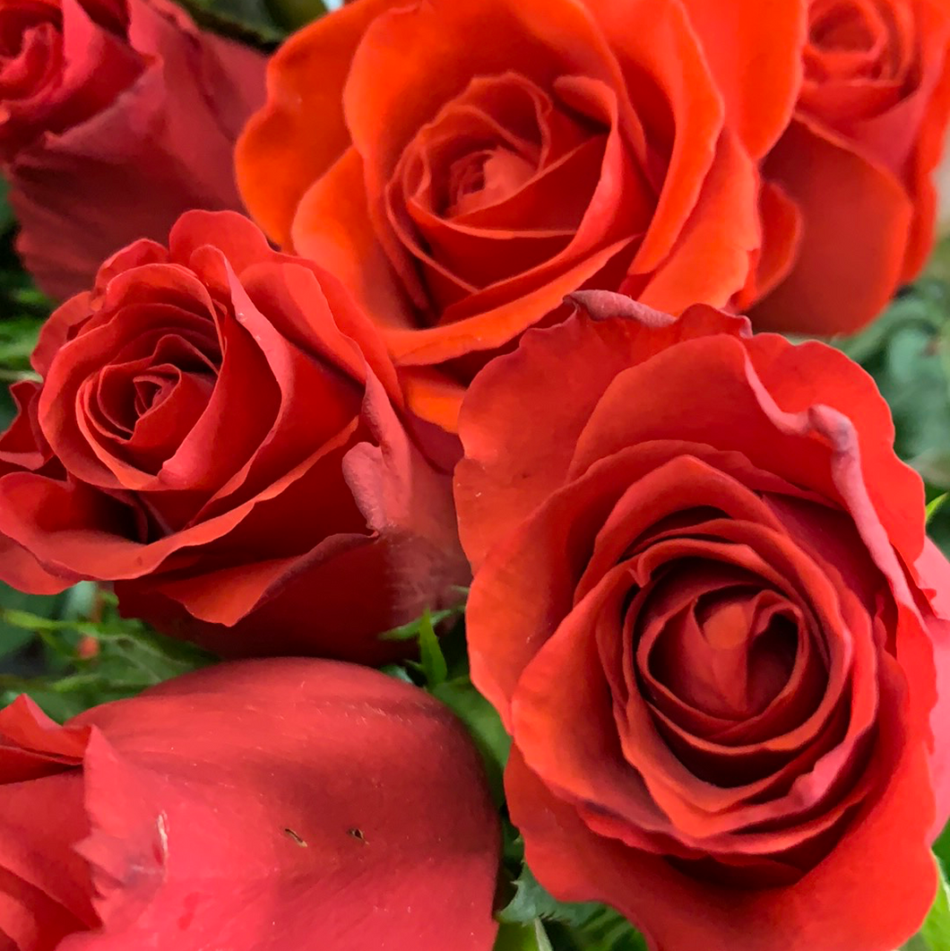 Roses oranges