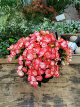 Load image into Gallery viewer, Begonia
