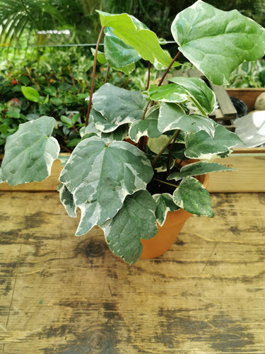 Montgomery Ivy