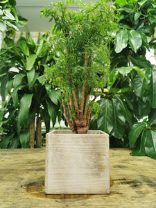 Ming Aralia