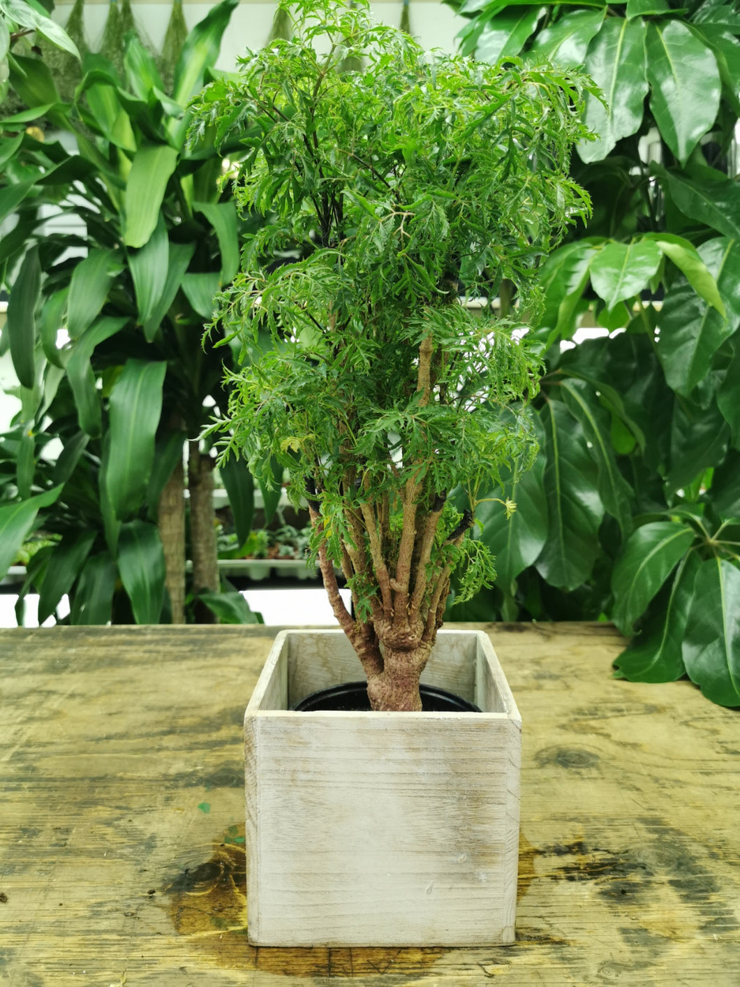 Ming Aralia