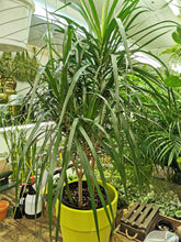 Load image into Gallery viewer, Dracaena Marginata