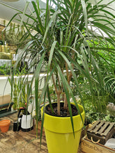 Load image into Gallery viewer, Dracaena Marginata