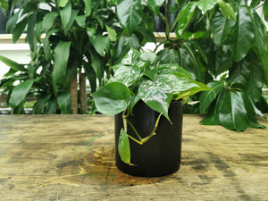 Philodendron