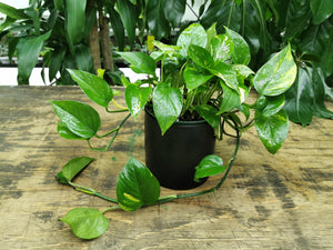 Pothos-Devil-Ivy