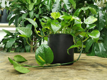 Load image into Gallery viewer, Pothos-Devil-Ivy