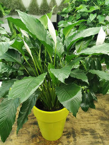 Spathiphyllum