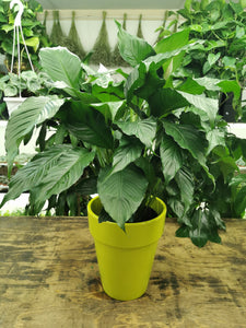 Spathiphyllum