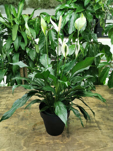 Spathiphyllum