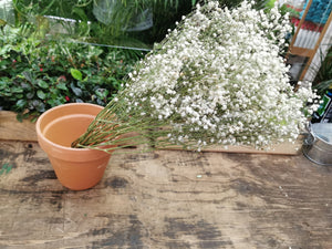 Gypsophlia fleurs sèches