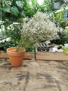 Gypsophlia fleurs sèches