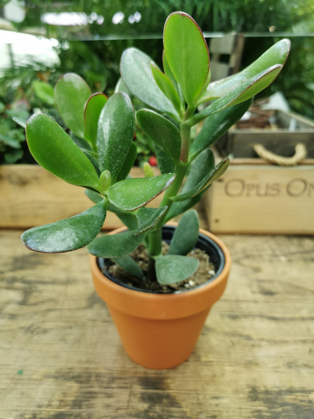 Small Jade Plant