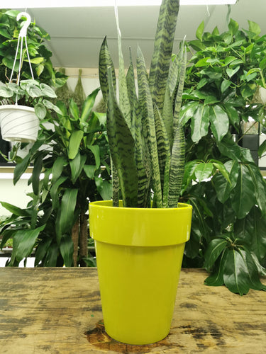 Snake Plant