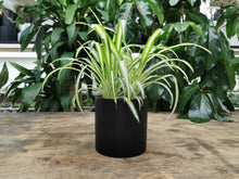 Load image into Gallery viewer, Chlorophtum 6 pouces