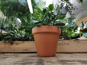 Big Jade Plant
