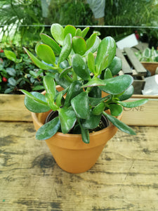 Big Jade Plant
