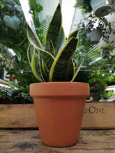 Load image into Gallery viewer, Sanseveria